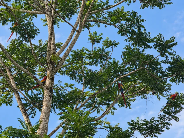 Lapas en la copa de un árbol