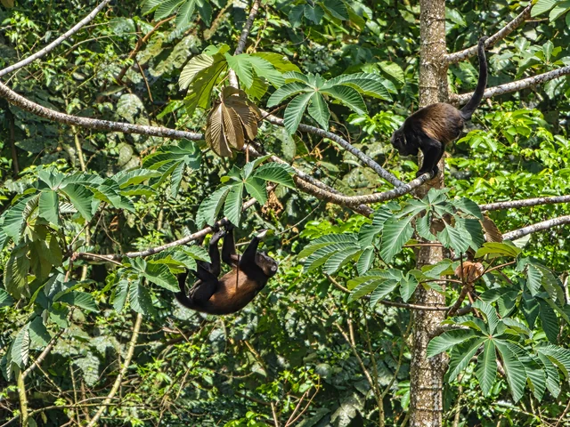 Monos observados en el bosque
