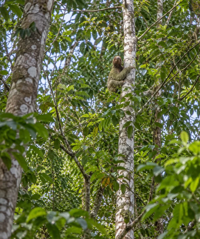 Perezoso abrazado al tronco de un árbol entre el follaje