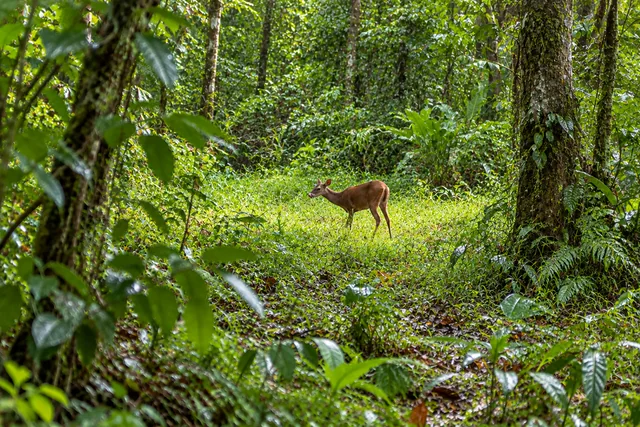 Venado de pie en un claro del bosque